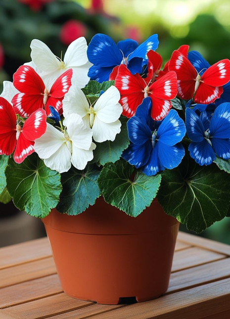 Patriotic Butterfly Begonia