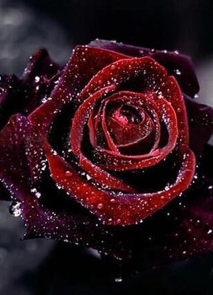 True Blood Black Rose Seeds