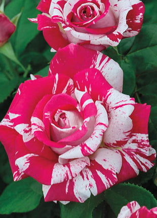 Rose red white Miniature Rose