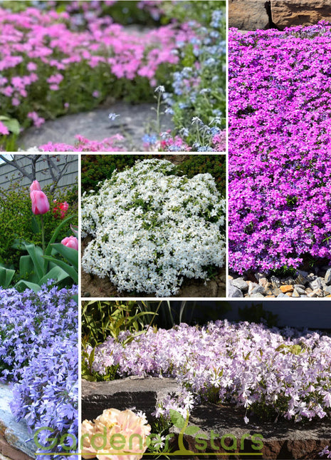 🌺Popular Groundcover Flowering Seeds🌈Colourful Carpet