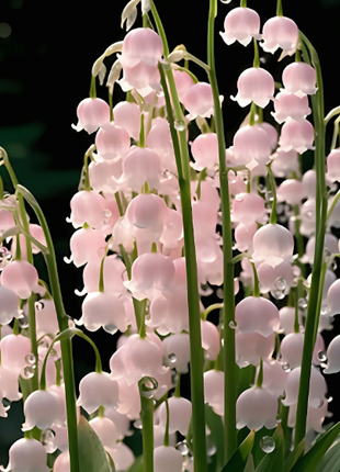 💐Lily of the Valley - Happiness Arrives