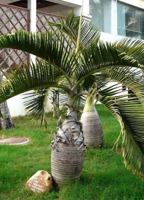 20 Pcs Exotic Bottle Palm Seeds Bonsai Tropical Ornamental Tree Plant Seeds Garden Planting