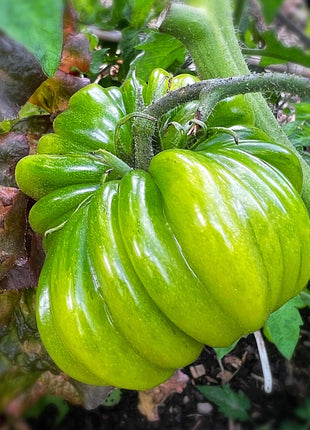 Multicolor Tomato Seeds-No Gmo