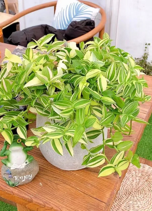 💐Oil Painting Wedding Orchid—Symbol Of Eternity