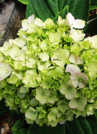Hydrangea Seed Bonsai Flower Seeds Hydrangea Perennial Garden Home