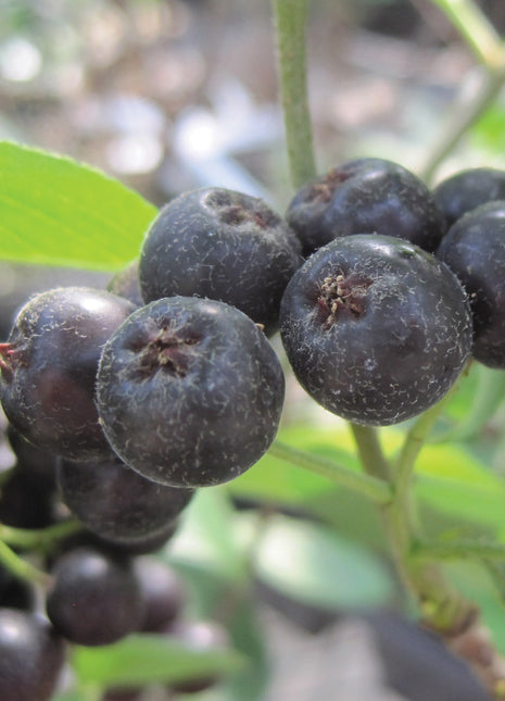 Aronia melanocarpa, Viking