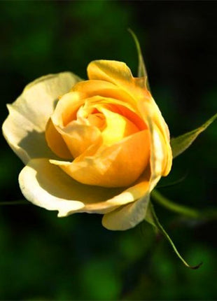 Beautiful Mini Rose Seeds, 100pcs/pack