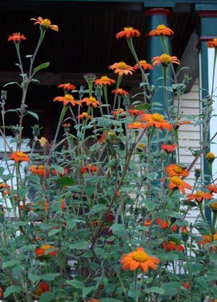 Orange Sunflower,Tithonia Speciosa Goldfinger flower Seeds