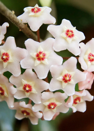 ⭐️Hoya Carnosa Flower Seeds 丨Star-shaped Flower Ball