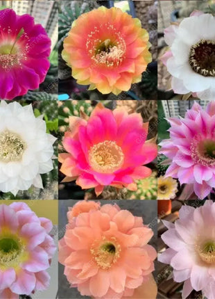 Prickly Pear🌺Flowering Varieties