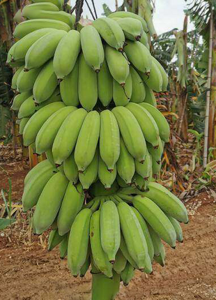 Drawf Banana Seeds