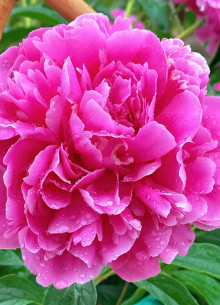 🌺Multicolor Double Peony - The Stunning Flower Of Time