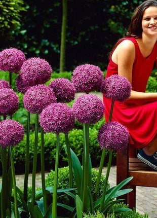 Garden Outdoor Giant Allium Giganteum Beautiful Flower Seeds Bonsai Plant Seeds