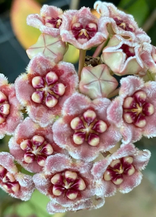 ⭐️Hoya Carnosa Flower Seeds 丨Star-shaped Flower Ball