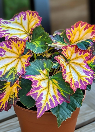 Golden Twilight Begonia