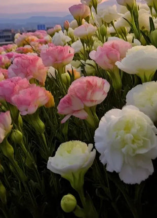 🌺Lisianthus – Sincere Love