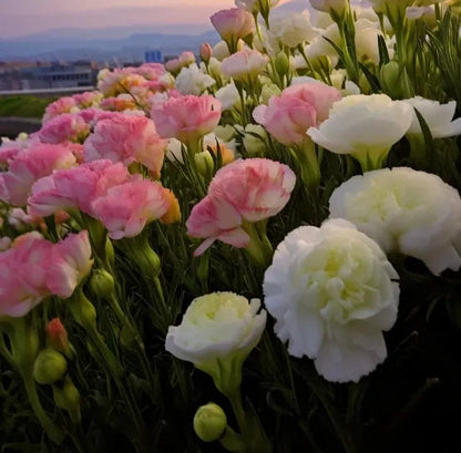 🌺Lisianthus – Sincere Love