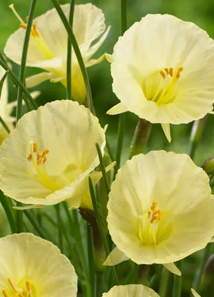 Narcissus bulbocodium Golden Bells