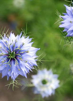 Love-In-A-Mist Seeds