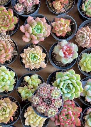 300pcs Mixed Succulent Seeds – Easy to Grow, Beautiful, Vibrant, and Unique Plants for Your Garden