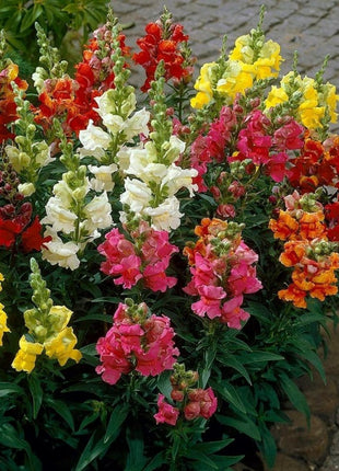 Garden Snapdragon Seeds