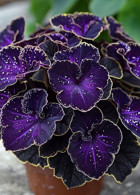 Purple Leaf Golden Edge Grass