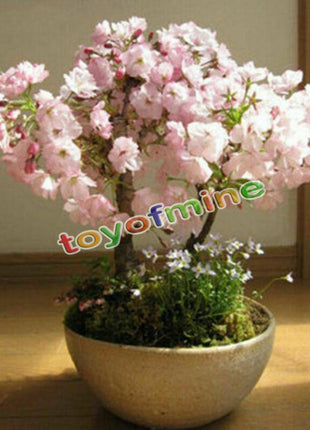 20PCS Cherry Bonsai Bonsai Tree Japanese New Blossoms Sakura seeds Flower Seeds