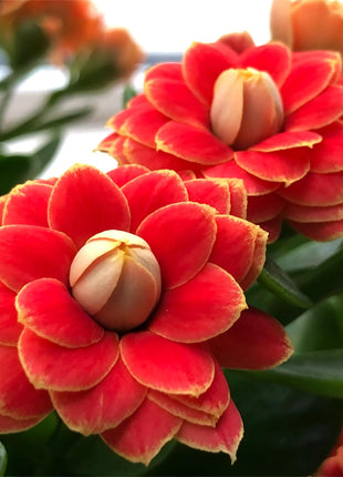 🌺Golden Fox Longevity Flower Seeds—Health And Longevity