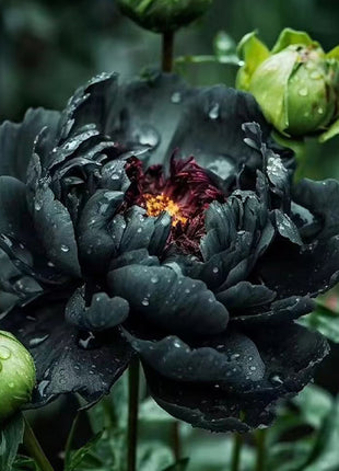 Rare Black Peony Seeds