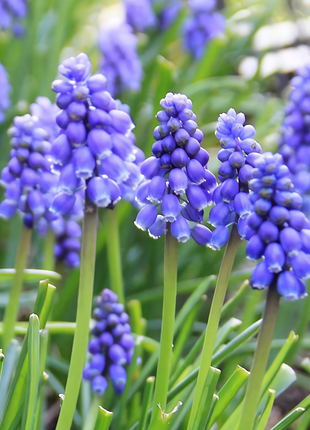 Grape Hyacinth Seeds