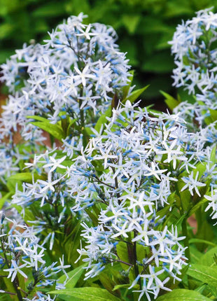 Licorice - A star representative of low-maintenance plants