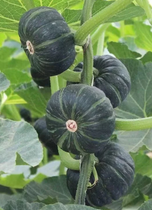 🎃Kabocha Pumpkin Seeds