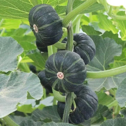 🎃Kabocha Pumpkin Seeds