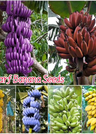 Drawf Banana Seeds