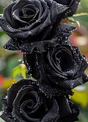 Black Rose Seeds (80-100 Pcs) – Rare & Beautiful Flowers | Romantic & Elegant Garden Decor