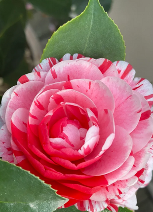 Five-color Red Camellia