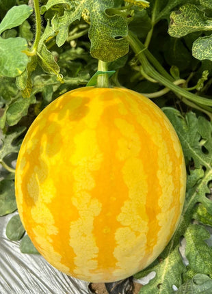 Gold In Gold Hybrid Watermelon Seeds