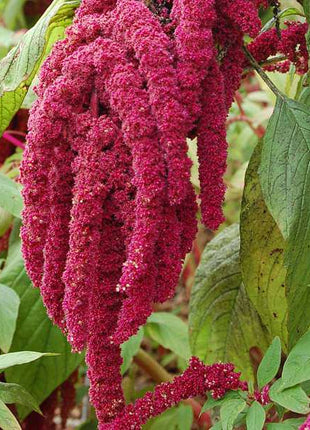 Amaranthus Cadatus Red - Desi Flower Seeds