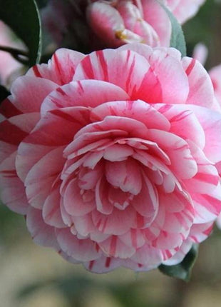 Camellia japonica seeds