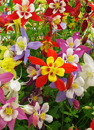 Columbine Seeds - Macana Giant Mix