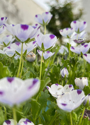 💙Baby-Blue-Eyes Seeds—Sky Color