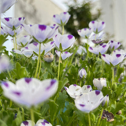 Baby Blue Eyes Seeds