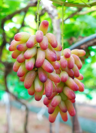 Beauty Finger Grape Seeds