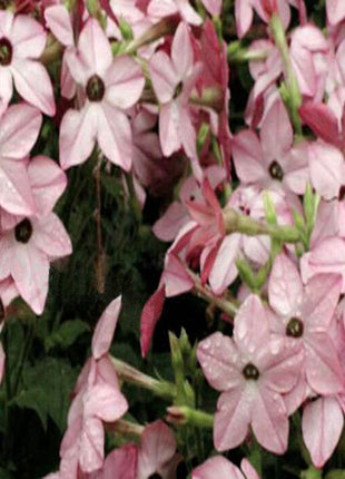 Nicotiana Alata Seeds