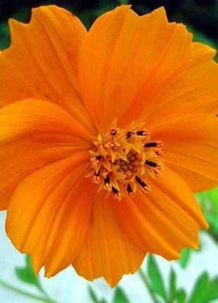 Cosmos Orange - Desi Flower Seeds