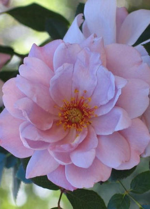 Light Blue Climbing Rose Seeds