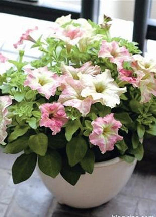 White Pink Scarce Rare Phantom Petunia Flower Seeds