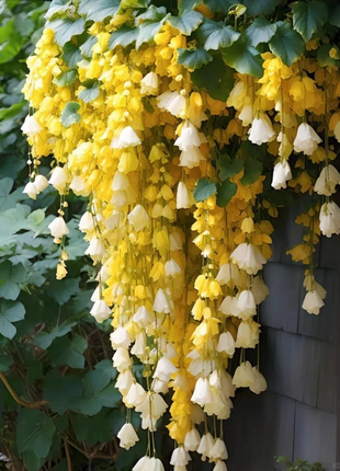 Weeping Begonia (Begonia pendula)