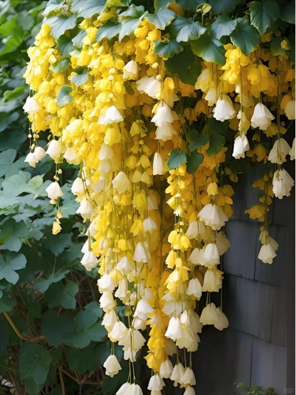 Weeping Begonia (Begonia pendula)