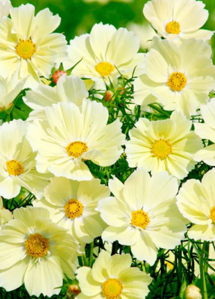 🌺Cosmos - Blooming Means Happiness And Luck